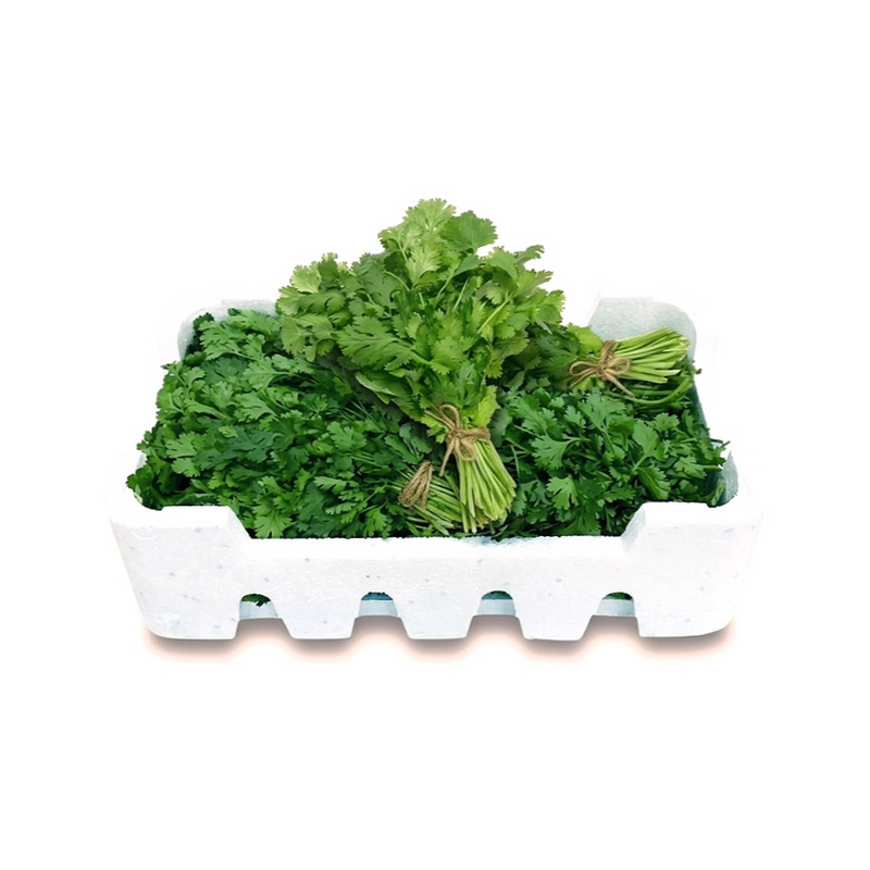 Coriander