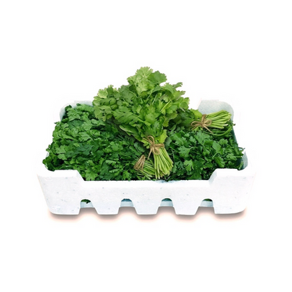 Coriander