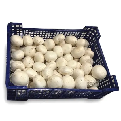 Mushroom Box